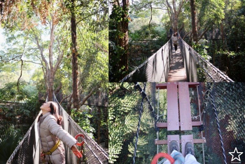 Doi Tung Tree Top Walk & Zipline สะพานเดินเรือนยอดไม้ดอยตุง