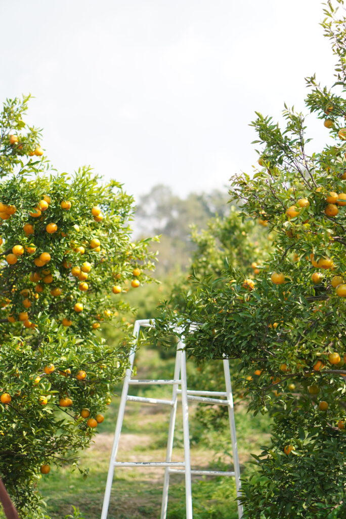 เที่ยวเชียงใหม่ “สวนส้มจินจู” รูปสวย! ครบ จบในที่เดียว
