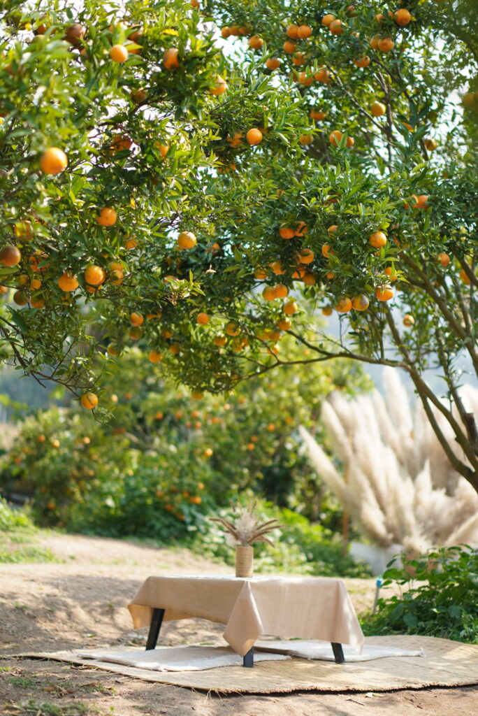 เที่ยวเชียงใหม่ “สวนส้มจินจู” รูปสวย! ครบ จบในที่เดียว