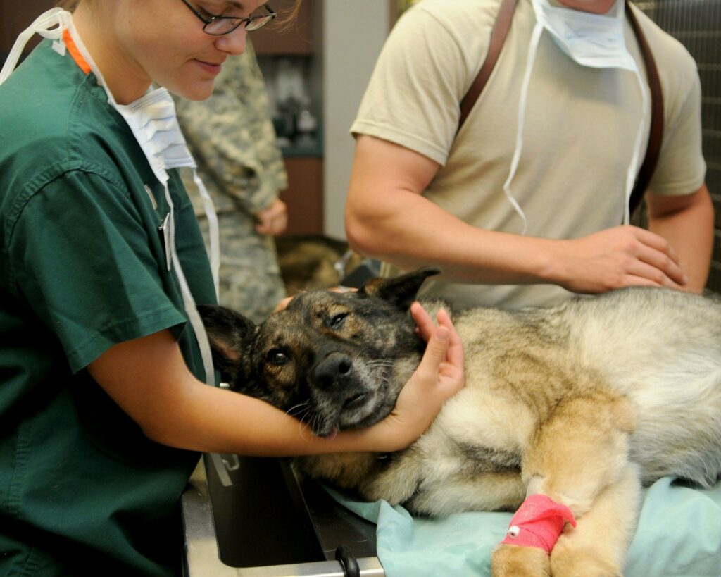 This image has an empty alt attribute; its file name is veterinary-1024x819.jpg