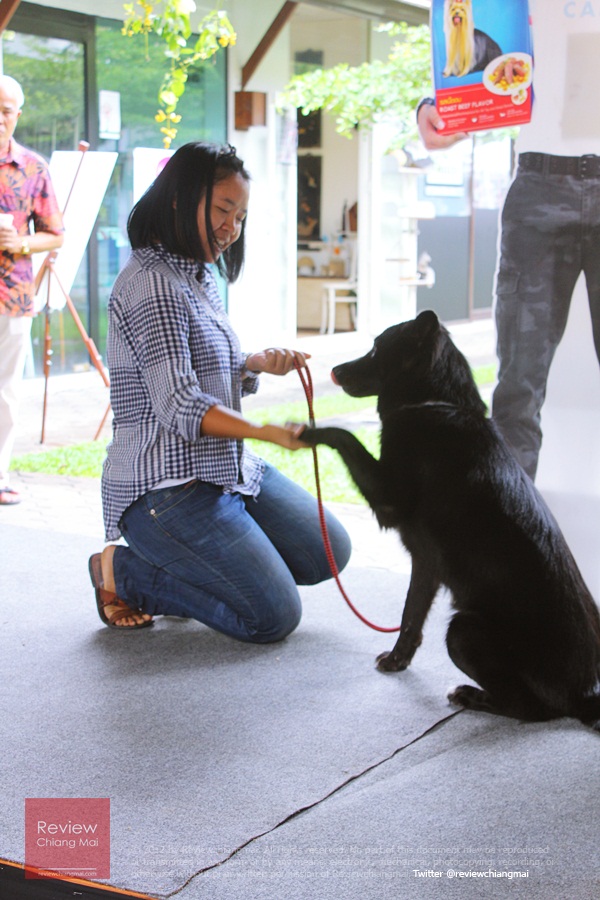 dog festival Jingjai Market 